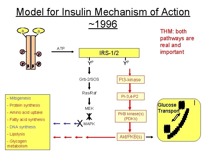 Model for Insulin Mechanism of Action ~1996 a a ATP IRS-1/2 YP Grb-2/SOS Ras/Raf Model for Insulin Mechanism of Action ~1996 a a ATP IRS-1/2 YP Grb-2/SOS Ras/Raf