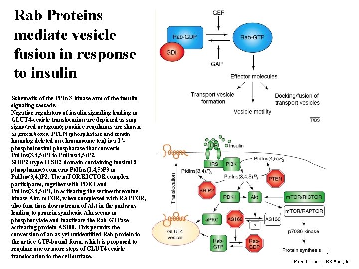 Rab Proteins mediate vesicle fusion in response to insulin Schematic of the PPIn 3 Rab Proteins mediate vesicle fusion in response to insulin Schematic of the PPIn 3