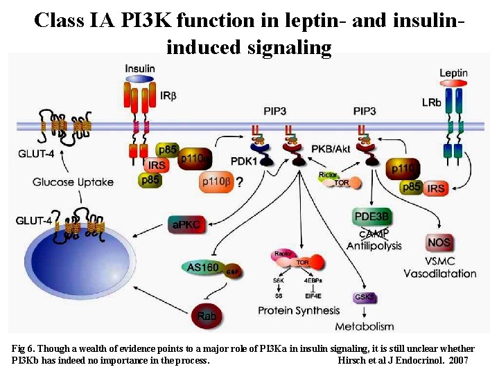 Class IA PI 3 K function in leptin- and insulininduced signaling Fig 6. Though Class IA PI 3 K function in leptin- and insulininduced signaling Fig 6. Though