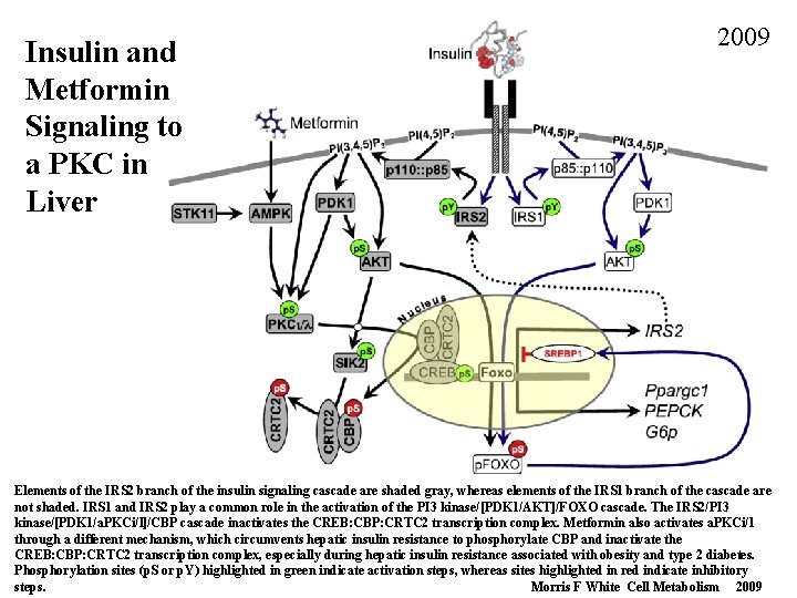 Insulin and Metformin Signaling to a PKC in Liver 2009 Elements of the IRS Insulin and Metformin Signaling to a PKC in Liver 2009 Elements of the IRS