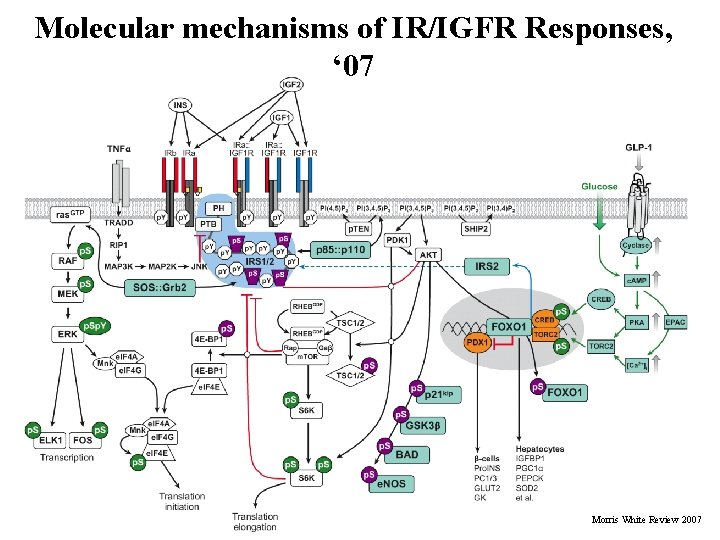 Molecular mechanisms of IR/IGFR Responses, ‘ 07 43 Morris White Review 2007 Molecular mechanisms of IR/IGFR Responses, ‘ 07 43 Morris White Review 2007