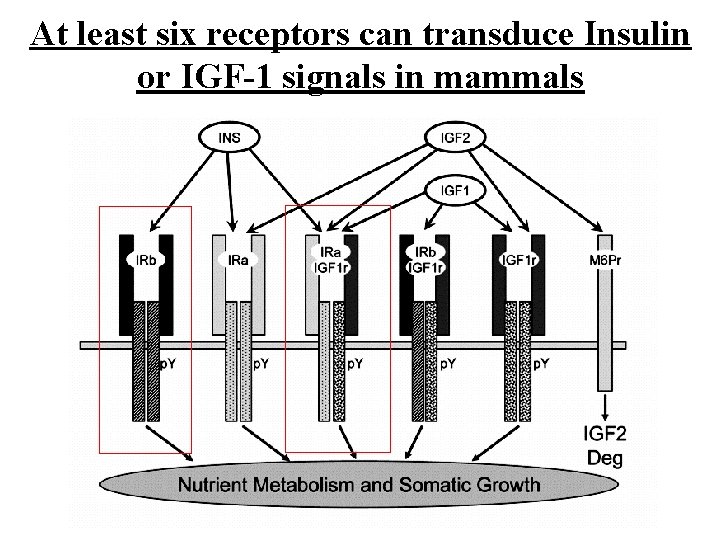 At least six receptors can transduce Insulin or IGF-1 signals in mammals 45 At least six receptors can transduce Insulin or IGF-1 signals in mammals 45