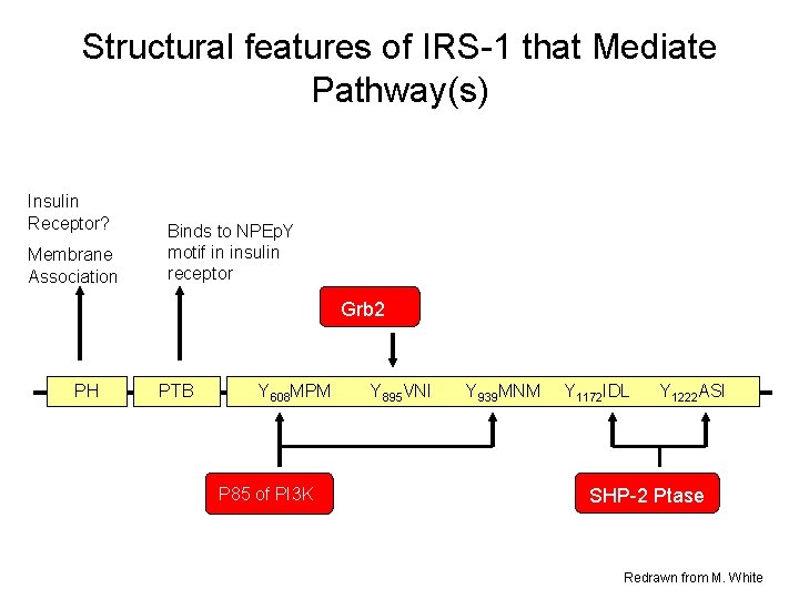 Structural features of IRS-1 that Mediate Pathway(s) Insulin Receptor? Membrane Association Binds to NPEp. Structural features of IRS-1 that Mediate Pathway(s) Insulin Receptor? Membrane Association Binds to NPEp.