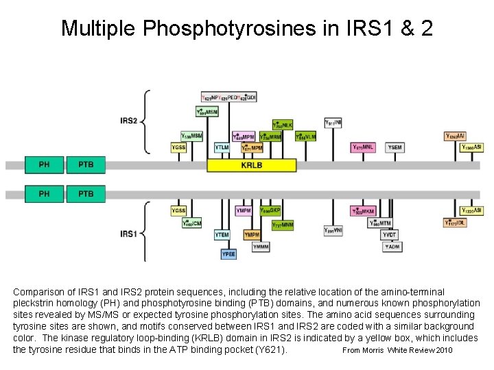 Multiple Phosphotyrosines in IRS 1 & 2 Comparison of IRS 1 and IRS 2 Multiple Phosphotyrosines in IRS 1 & 2 Comparison of IRS 1 and IRS 2
