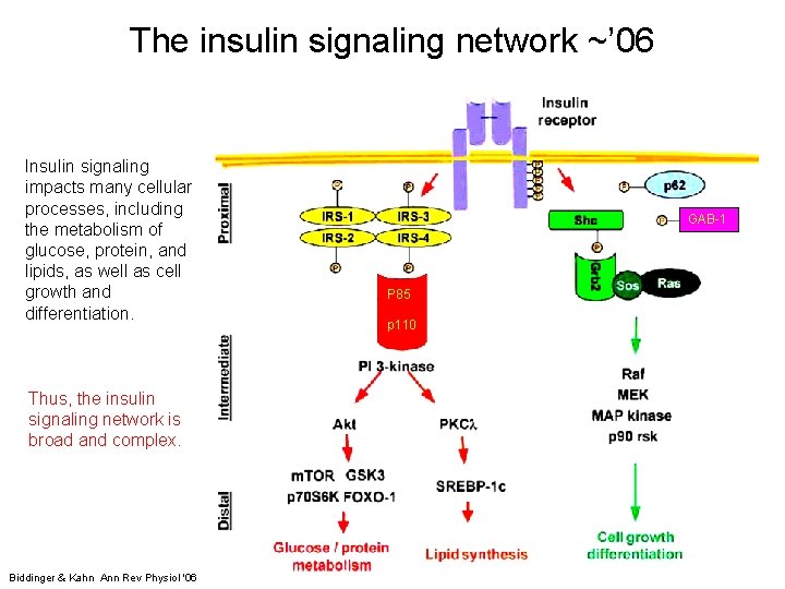 The insulin signaling network ~’ 06 Insulin signaling impacts many cellular processes, including the The insulin signaling network ~’ 06 Insulin signaling impacts many cellular processes, including the