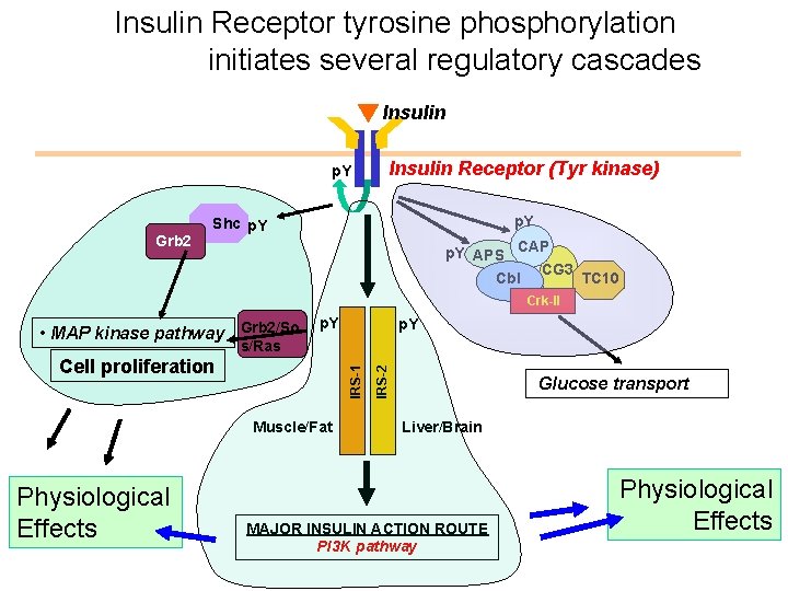 Insulin Receptor tyrosine phosphorylation initiates several regulatory cascades Insulin p. Y Grb 2 Insulin Insulin Receptor tyrosine phosphorylation initiates several regulatory cascades Insulin p. Y Grb 2 Insulin
