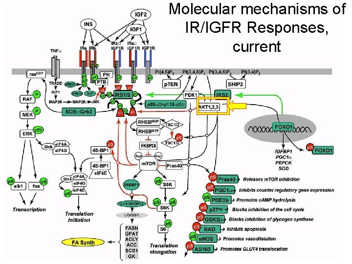 Molecular mechanisms of IR/IGFR Responses, current 9 Molecular mechanisms of IR/IGFR Responses, current 9