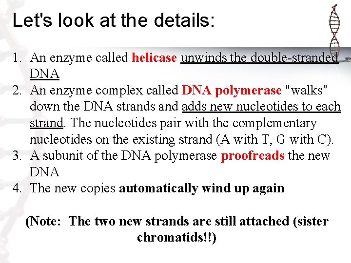 Let's look at the details: 1. An enzyme called helicase unwinds the double-stranded DNA