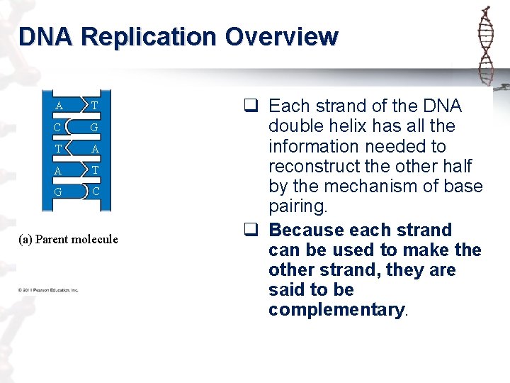 DNA Replication Overview A T C G T A A T G C (a)