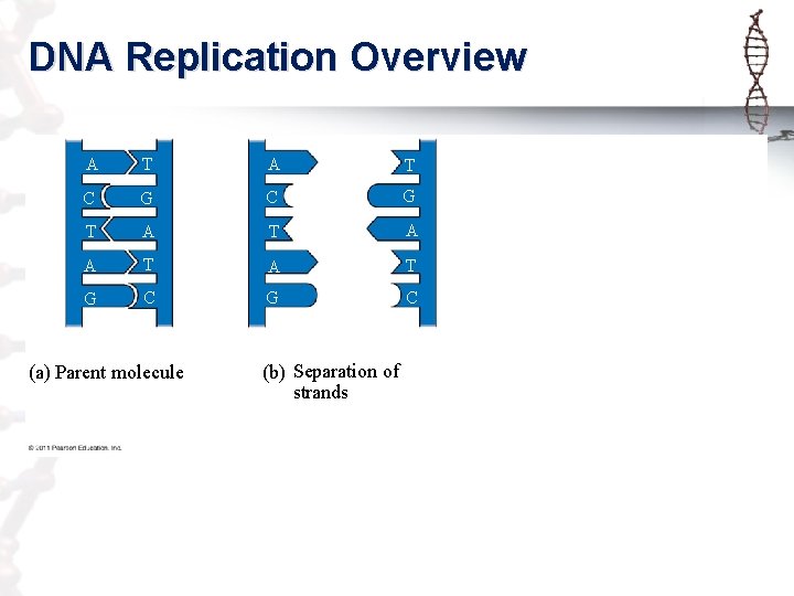 DNA Replication Overview A T C G T A A T G C (a)