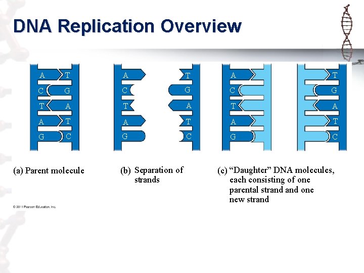 DNA Replication Overview A T A T C G C G T A T