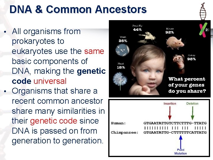 DNA & Common Ancestors All organisms from prokaryotes to eukaryotes use the same basic