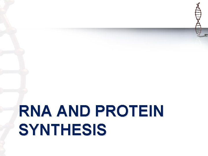 RNA AND PROTEIN SYNTHESIS 