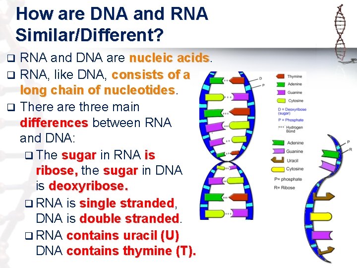 How are DNA and RNA Similar/Different? RNA and DNA are nucleic acids q RNA,