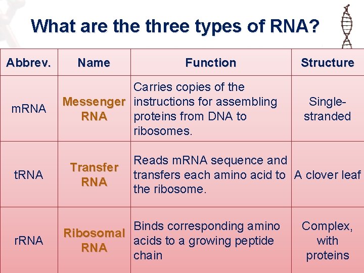 What are three types of RNA? Abbrev. m. RNA t. RNA r. RNA Name