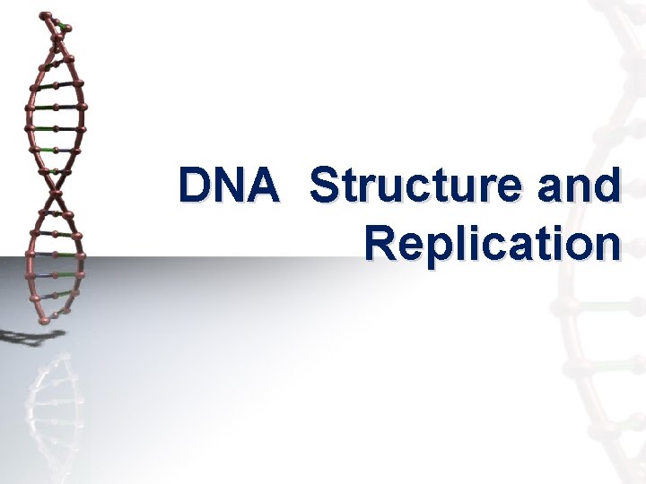 DNA Structure and Replication 