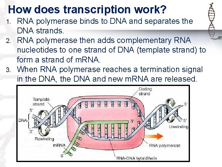 How does transcription work? RNA polymerase binds to DNA and separates the DNA strands.