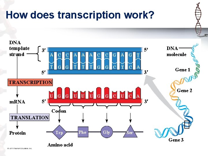 How does transcription work? DNA template strand 3 A C C A A A