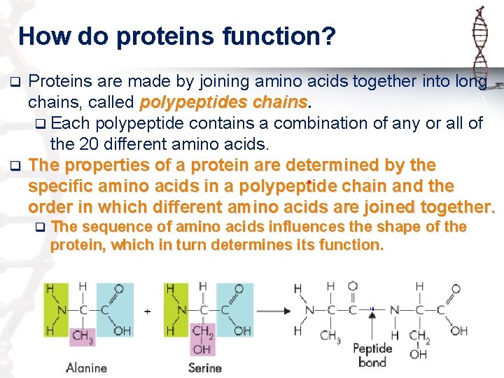 How do proteins function? Proteins are made by joining amino acids together into long