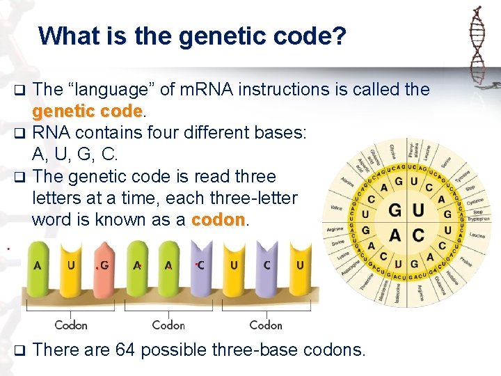 What is the genetic code? The “language” of m. RNA instructions is called the