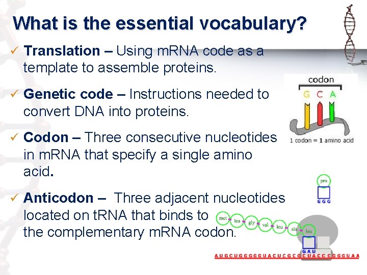 What is the essential vocabulary? ü Translation – Using m. RNA code as a