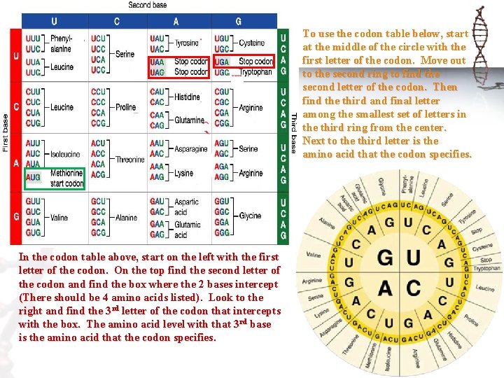 To use the codon table below, start at the middle of the circle with