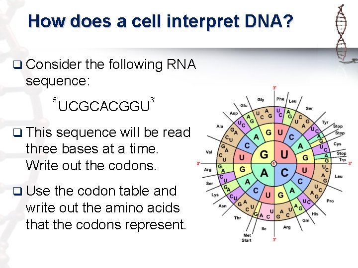 How does a cell interpret DNA? q Consider the following RNA sequence: 5’ UCGCACGGU