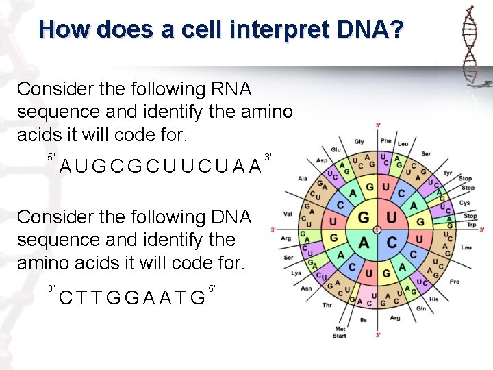 How does a cell interpret DNA? Consider the following RNA sequence and identify the