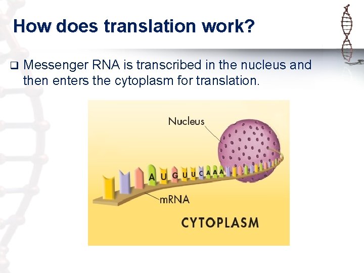 How does translation work? q Messenger RNA is transcribed in the nucleus and then