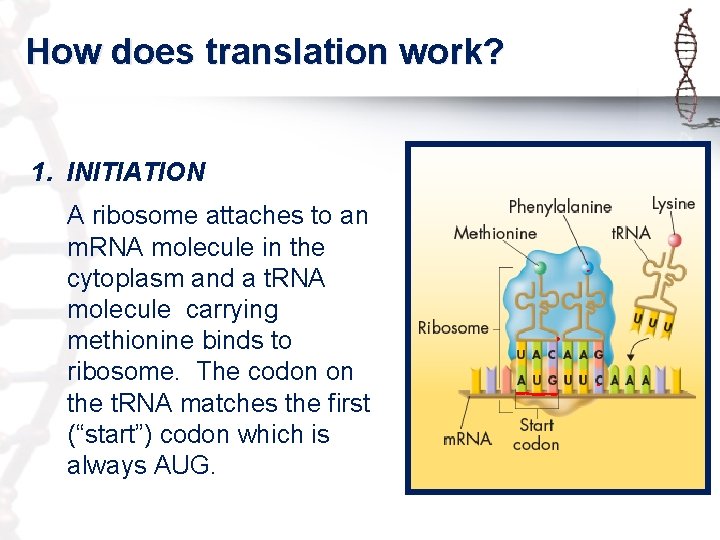 How does translation work? 1. INITIATION A ribosome attaches to an m. RNA molecule