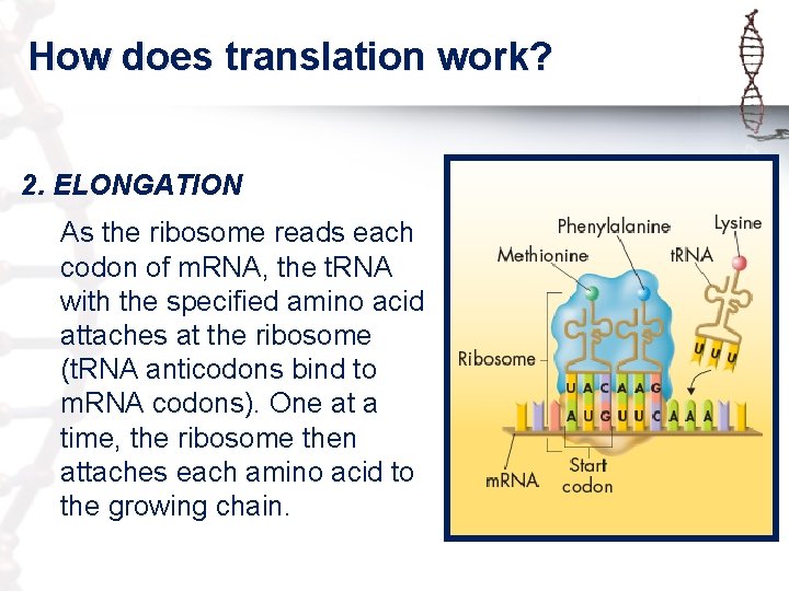 How does translation work? 2. ELONGATION As the ribosome reads each codon of m.