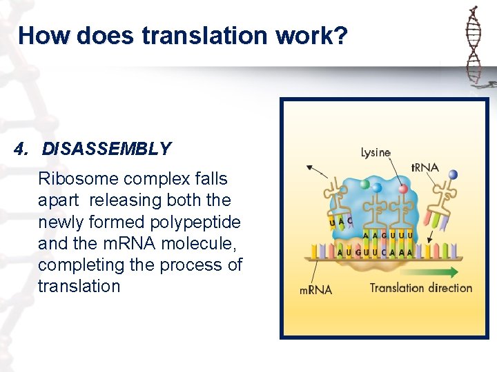 How does translation work? 4. DISASSEMBLY Ribosome complex falls apart releasing both the newly