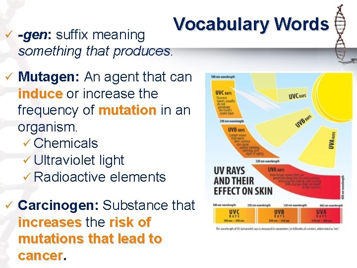 Vocabulary Words ü -gen: suffix meaning something that produces. ü Mutagen: An agent that