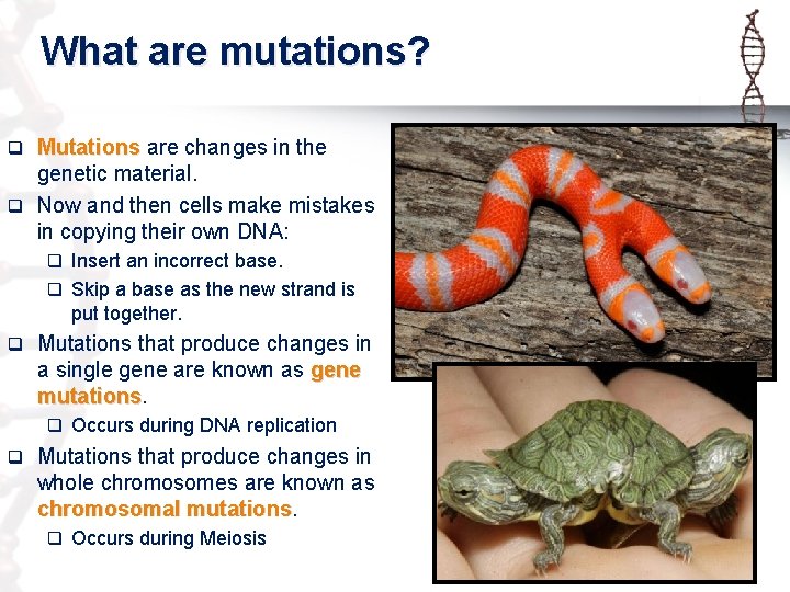 What are mutations? q Mutations are changes in the genetic material. q Now and