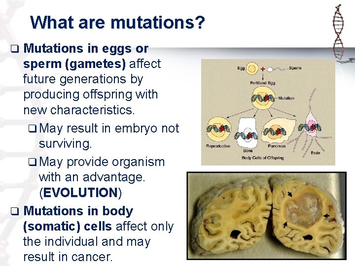 What are mutations? q Mutations in eggs or sperm (gametes) affect future generations by