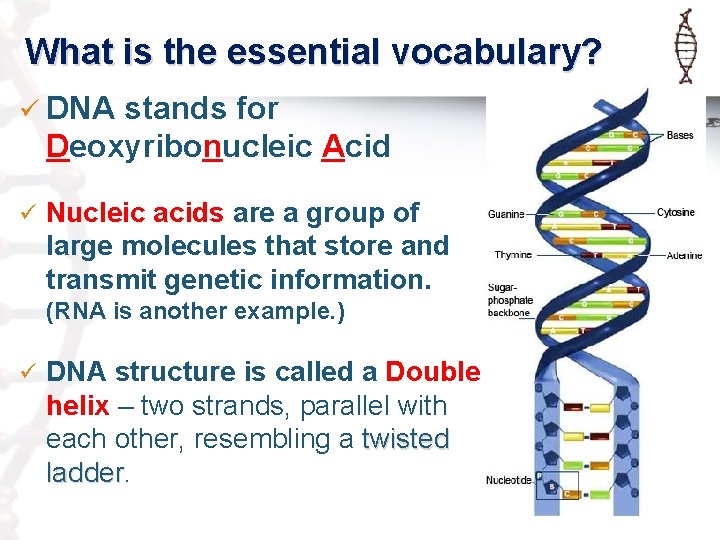 What is the essential vocabulary? ü DNA stands for Deoxyribonucleic Acid ü Nucleic acids