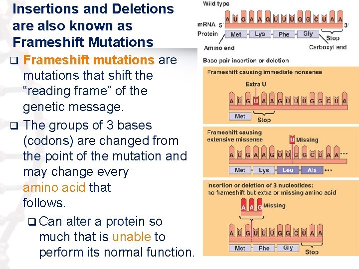 Insertions and Deletions are also known as Frameshift Mutations Frameshift mutations are mutations that