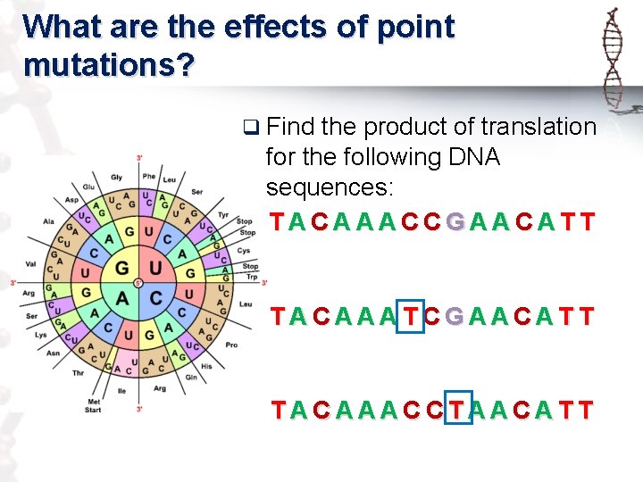 What are the effects of point mutations? q Find the product of translation for