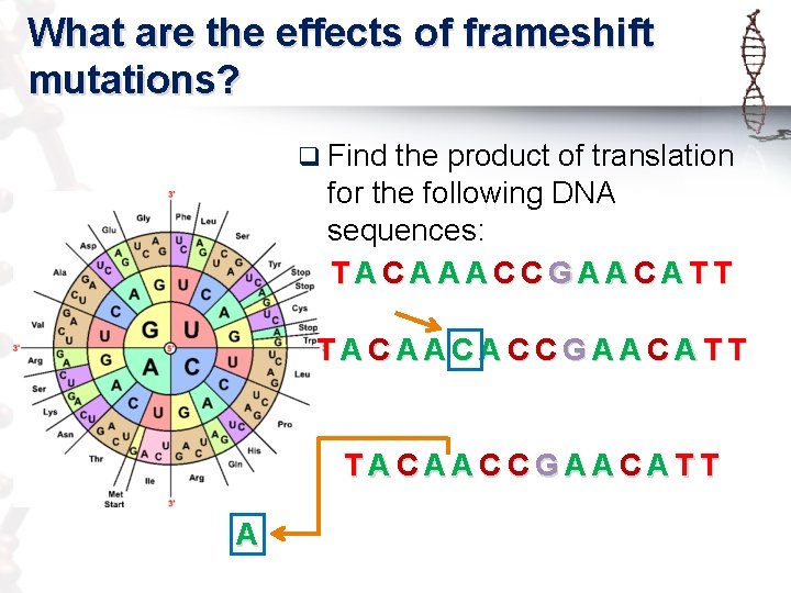 What are the effects of frameshift mutations? q Find the product of translation for