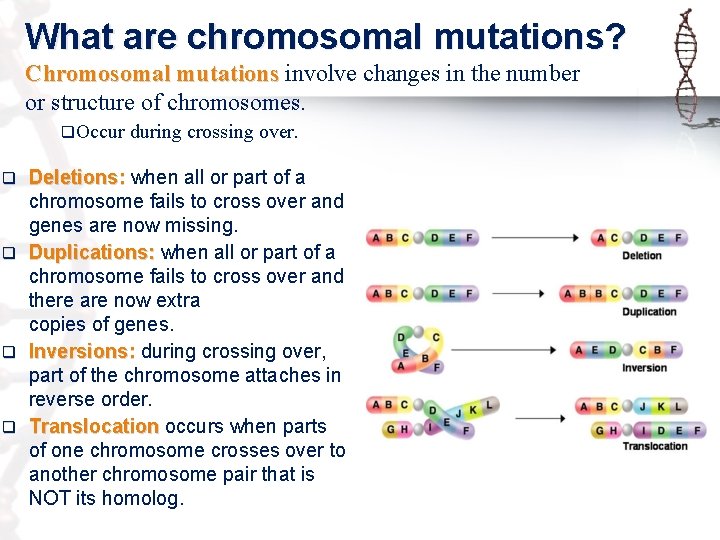 What are chromosomal mutations? Chromosomal mutations involve changes in the number or structure of What are chromosomal mutations? Chromosomal mutations involve changes in the number or structure of