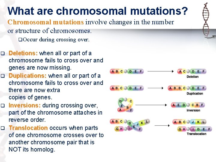 What are chromosomal mutations? Chromosomal mutations involve changes in the number or structure of