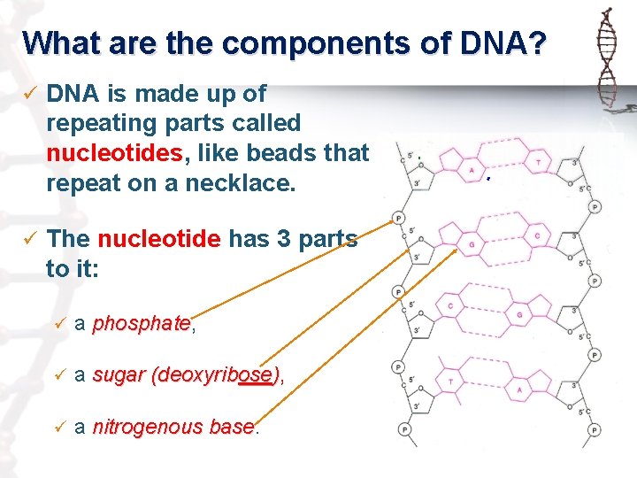 What are the components of DNA? ü DNA is made up of repeating parts