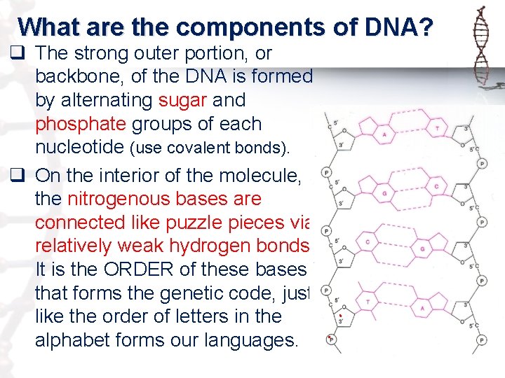 What are the components of DNA? q The strong outer portion, or backbone, of