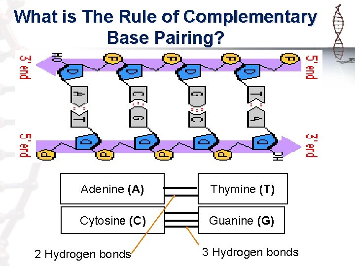 What is The Rule of Complementary Base Pairing? Adenine (A) Thymine (T) Cytosine (C)