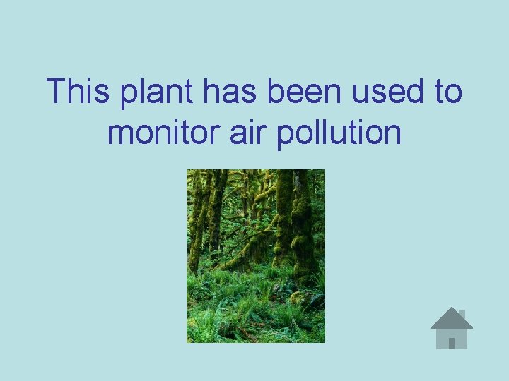 This plant has been used to monitor air pollution 