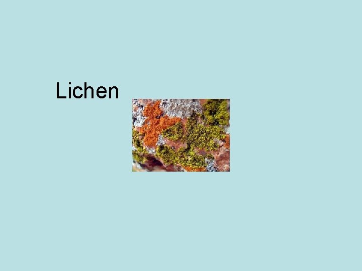 Lichen 