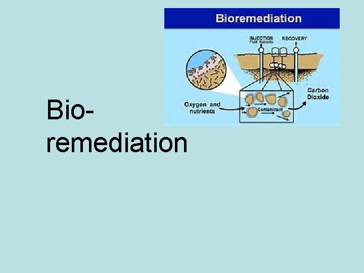 Bioremediation 