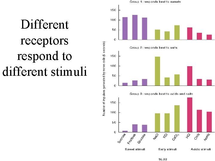 Different receptors respond to different stimuli 