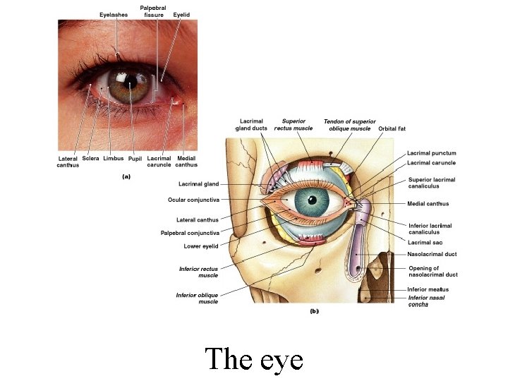 The eye 