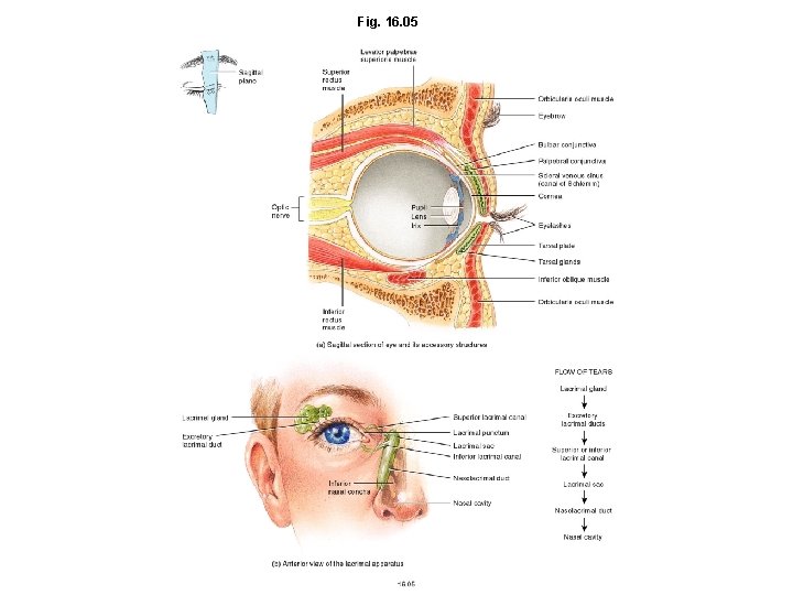 Fig. 16. 05 